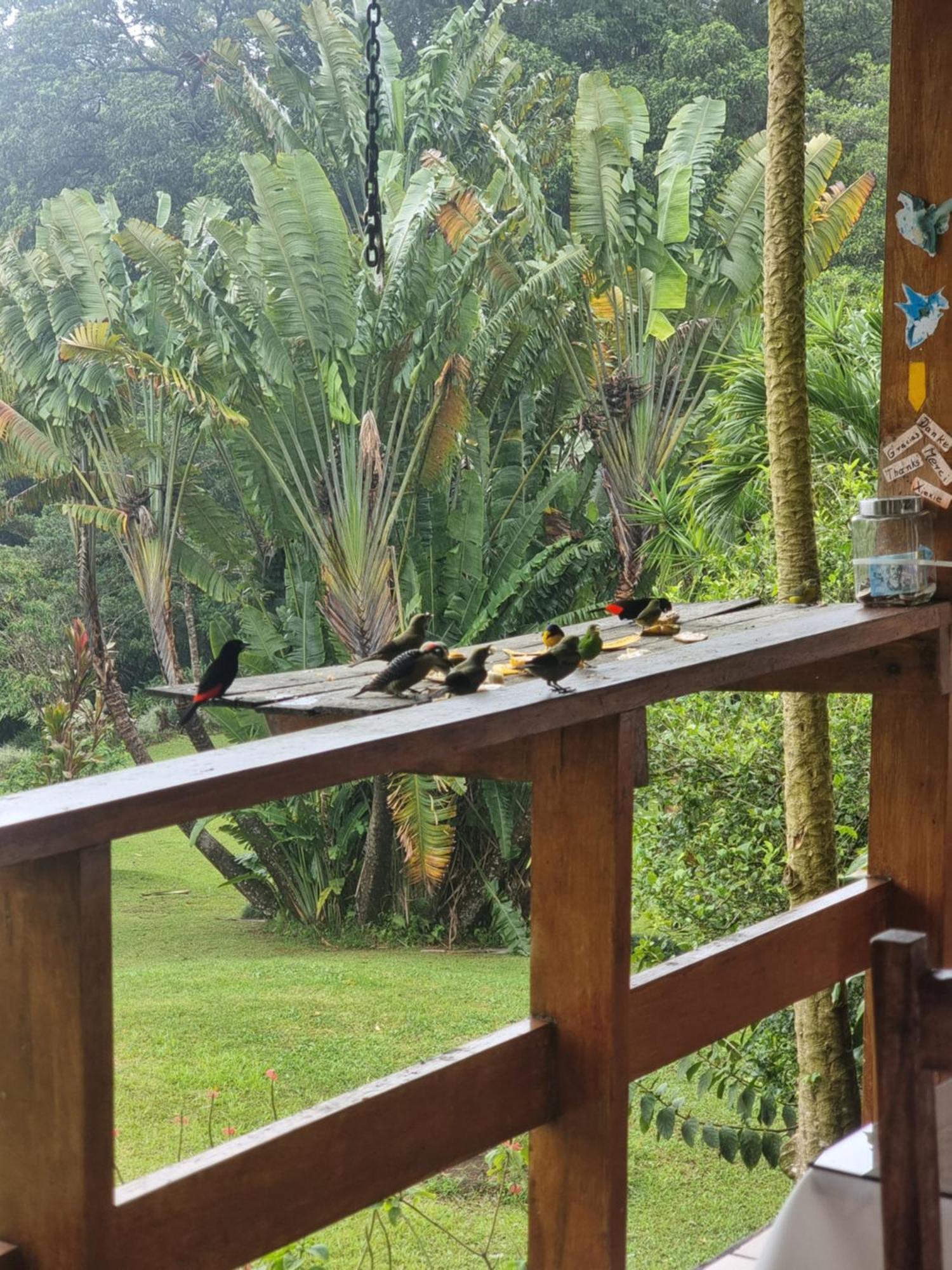 Hotel La Rana de Arenal Nuevo Arenal Exterior foto